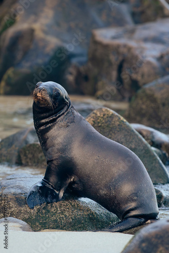 sea lion