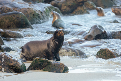 sea lion on the beach