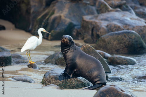 snowy egret and a sea lion on the beach