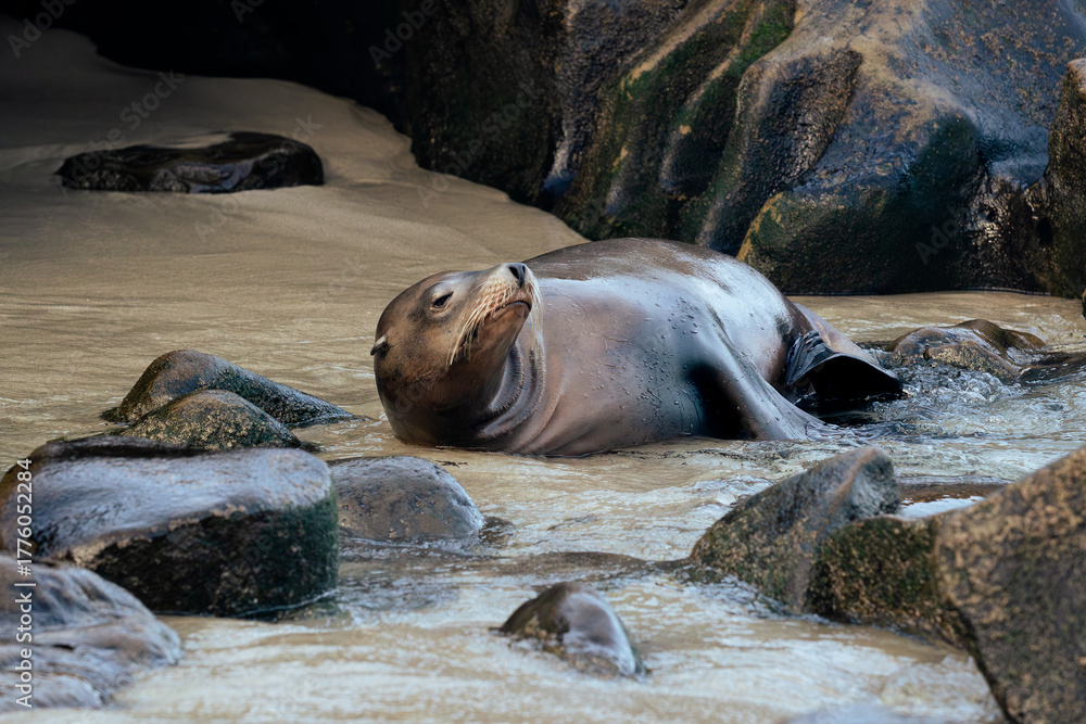 Fototapeta premium sea lion on the beach
