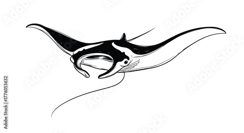 Manta ray swimming underwater minimal vector line art illustration.