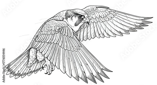 Falcon flying wings spread wildlife vector line art illustration.