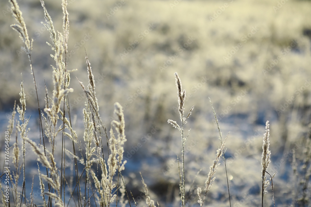 Fototapeta premium White snow on a bare tree branches on a frosty winter day, close up. Natural background. Selective botanical background.