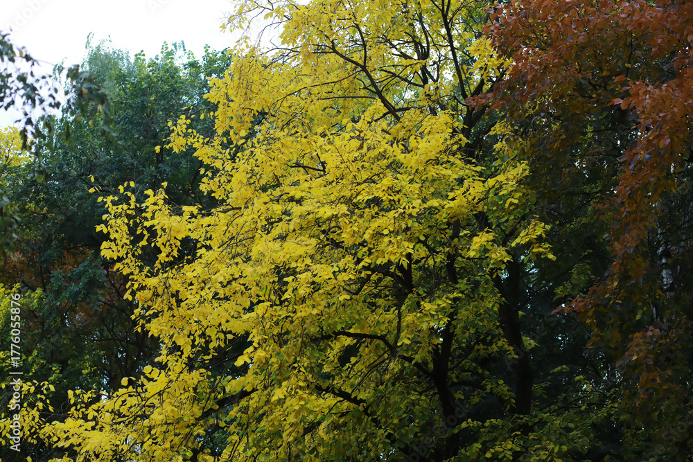 Fototapeta premium Lively closeup of falling autumn leaves with vibrant backlight from the setting sun
