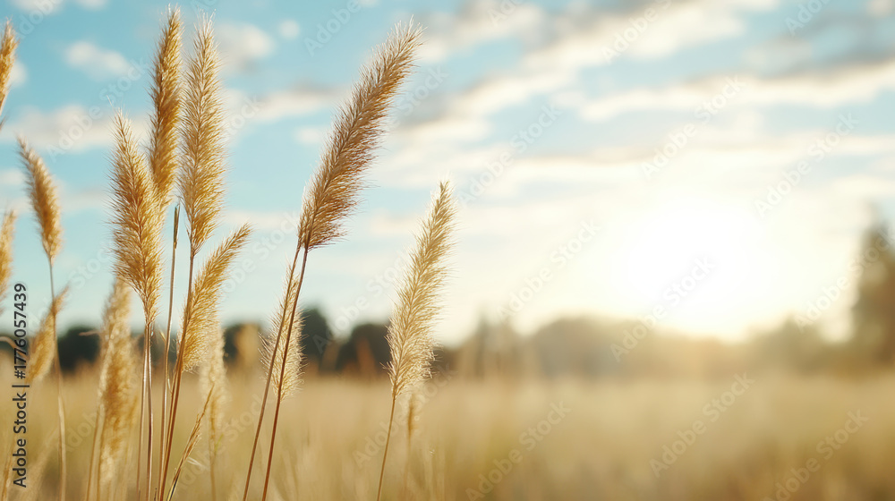 Fototapeta premium Golden grass sways gently in warm sunlight, creating serene and peaceful atmosphere