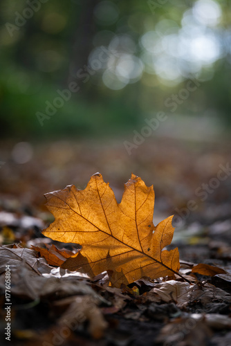 Feuille jaune posée sur un chemin en automne dans la foret