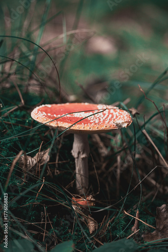 Amanite tue mouches dans l'herbe en forêt