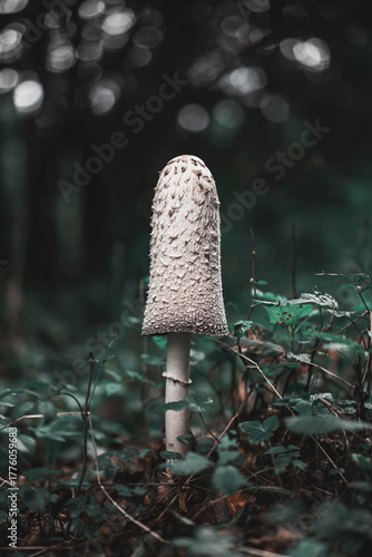 Champignons coprin chevelu blanc dans un bois avec des herbes vertes