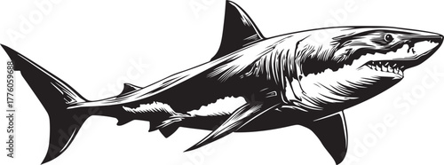 Monochrome great white shark illustration, a sea predator
k