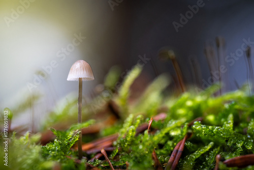Petit champignon blanc sur un lit de mousse et d'épines en forêt en automne