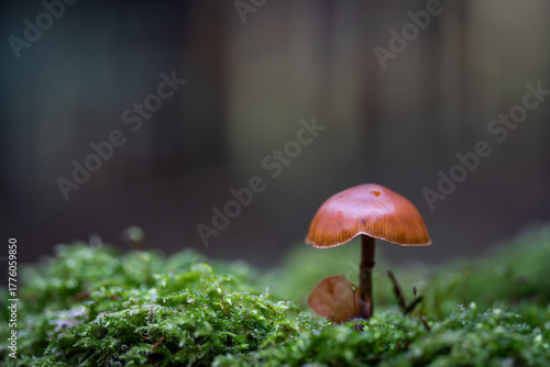Petit champignon brun sur un lit de mousse en forêt en automne