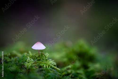Petit champignon blanc sur un lit de mousse en forêt en automne