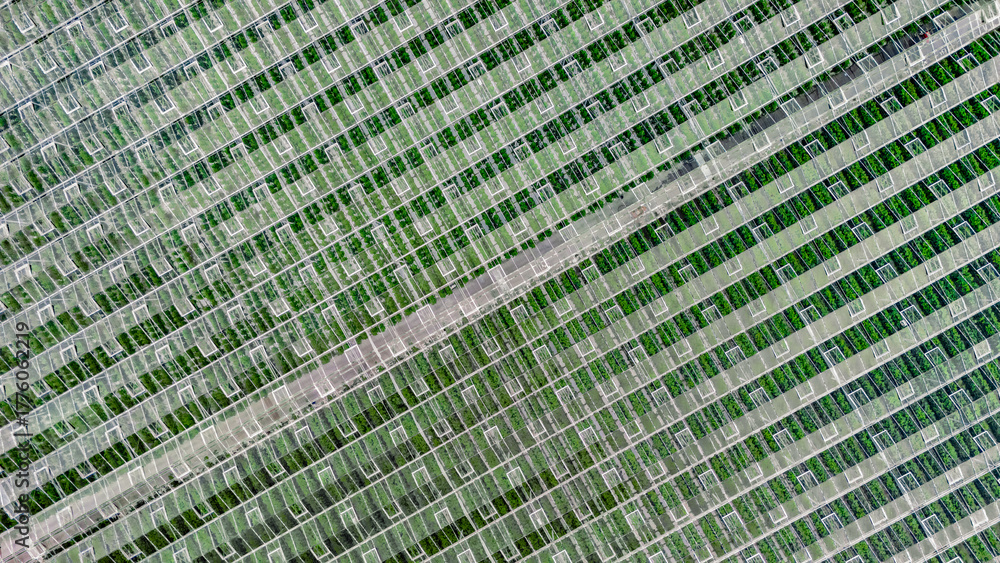 Obraz premium Greenhouse aerial drone view from above, large industrial greenhouses for growing vegetables, modern plantation glasshouse area background, agriculture in the Netherlands