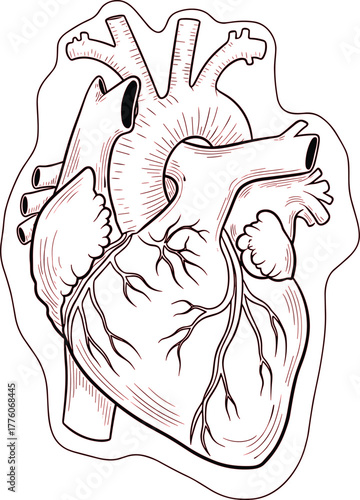 Anatomical human heart illustration with labeled chambers and vessels, black-and-white vector design for biology and medical concept