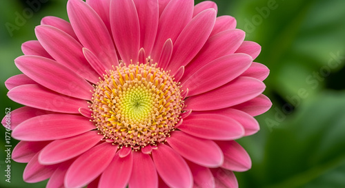 Vibrant pink Gerbera daisy blossom in full bloom against a soft green background