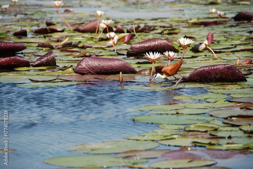 Obraz na plátně White Waterlilies and lily-pads with African Jacana bird in Bostwana, Africa