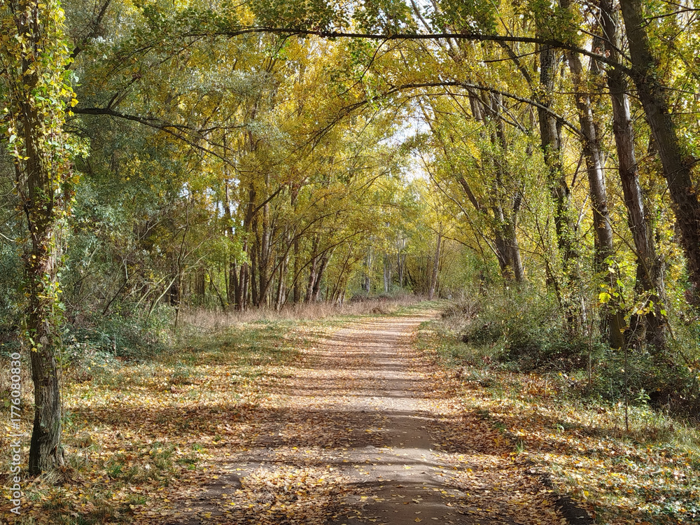 Obraz premium Paseo entre un bosque otoñal con árboles altos en Burgos, España