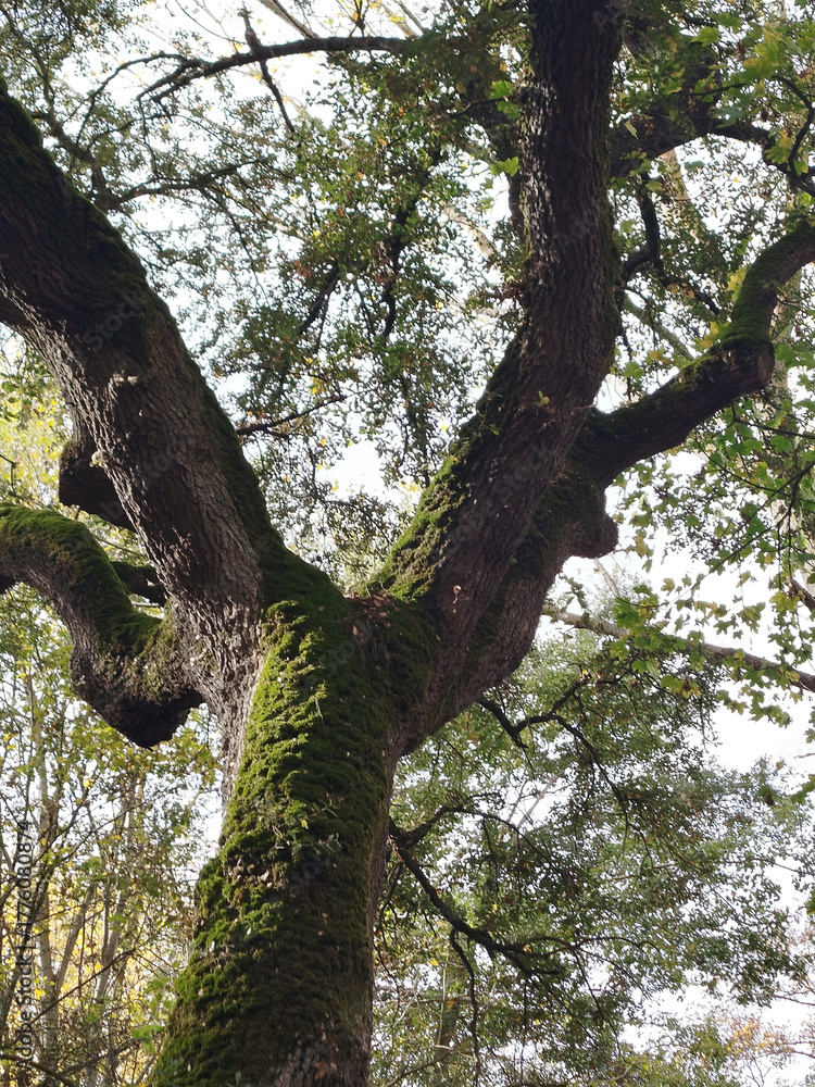 Naklejka premium Tronco con musgo de un bosque otoñal