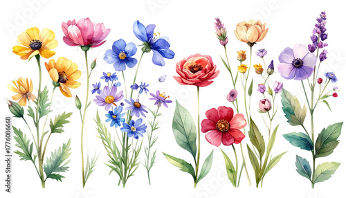 Beautiful bouquet of colorful tulips in a summer garden on white background