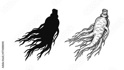 Ginseng root black silhouette and engraving style illustration