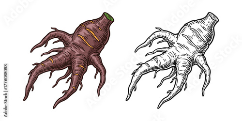 Ginseng root engraving. Vector color and black illustration
