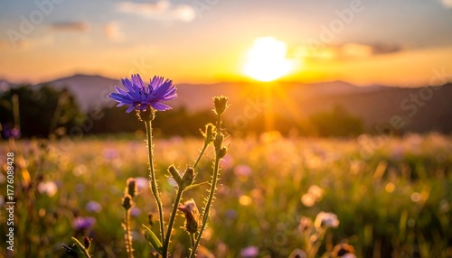 Flower in field, sunset backdrop, soft focus, mountains afar, bathed in golden light. Summery, idyllic scene