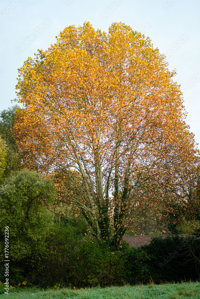 Naklejka premium Un arbre