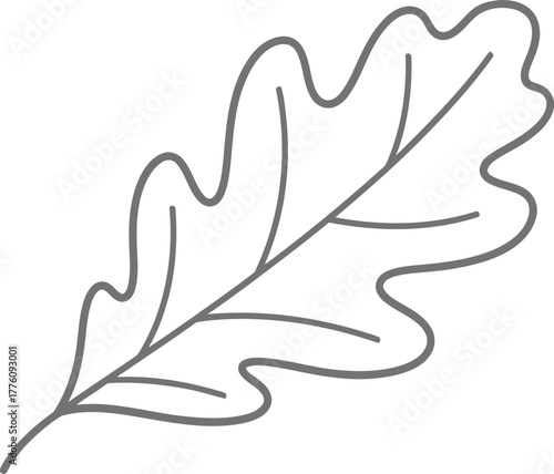 Detailed oak leaf sketch minimalist nature element for natural themed designs and autumnal aesthetics isolated on transparent background
