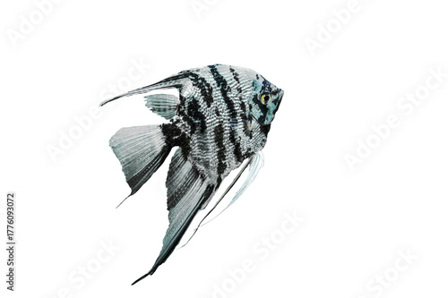 Εκτύπωση καμβά Blue marbled angelfish of tropical freshwater aquarium isolated on white background