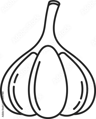 Simple hand drawn outline sketch of a garlic bulb for culinary and design projects isolated on transparent background