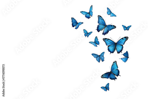 A swarm of blue butterflies flying upwards isolated on transparent background. Butterfly flying isolated on white background.