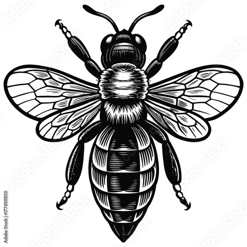 Detailed Honey Bee Illustration,Realistic Pollinator Insect Nature Vector Art,Honey Bee,Honey Bee vector,Honey Bee design,Honey Bee concept,Honey Bee post,Honey Bee cartoon,Honey Bee template,