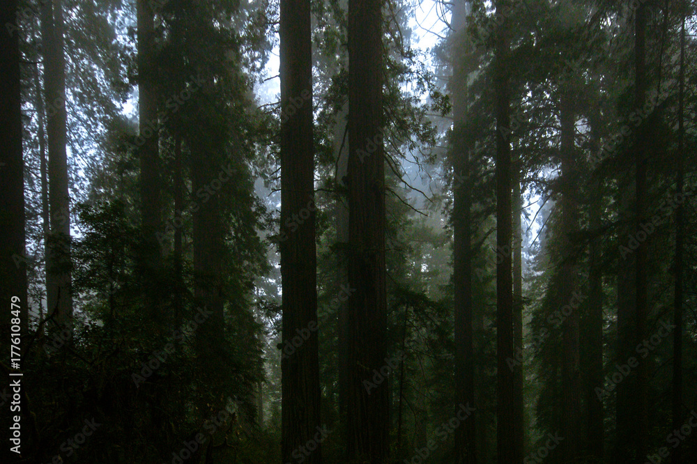 Obraz premium California redwood trees (Sequoia sempervirens) in early morning light, Lady Bird Johnson Grove Trail, California, USA