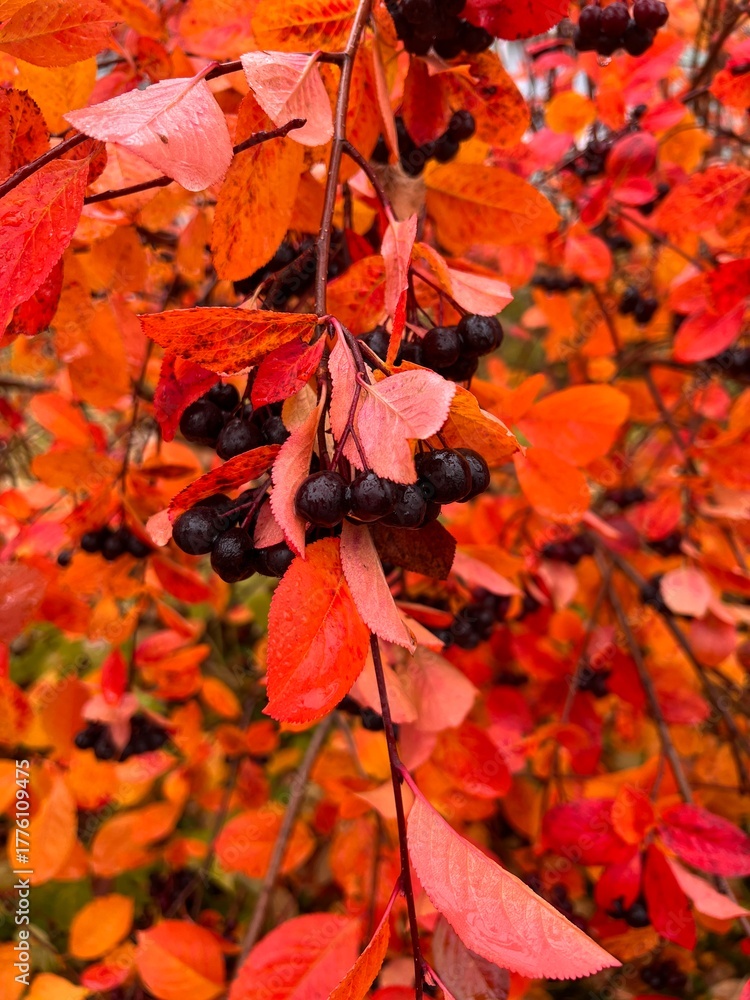 Fototapeta premium Colorful autumn bush with red and orange leaves and berries