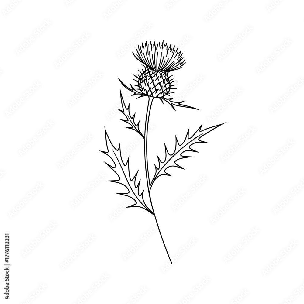 custom made wallpaper toronto digitalElegant Black Line Art of a Majestic Thistle
