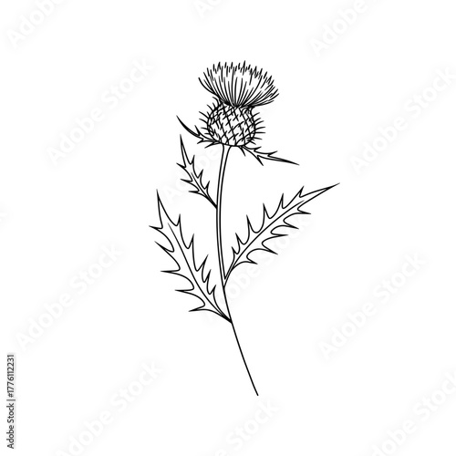 Wallpaper Mural Elegant Black Line Art of a Majestic Thistle Torontodigital.ca