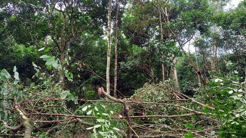The world forests have been turned into barren land due to illegal logging and unrestricted exploitation. once mighty trees are now reduced to dead trunks, barren.