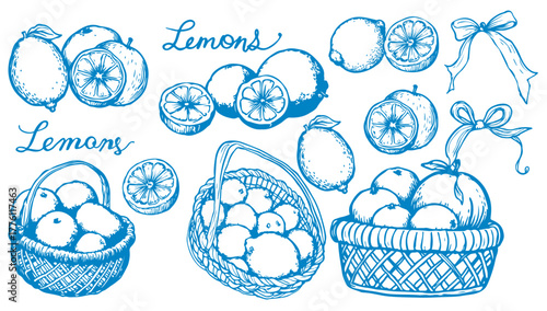 Lemons Set Sketch Line Drawing Style. Line Art Fruit Sketch on White Background. Citrus Contour Outline Illustration. Vector EPS 10.