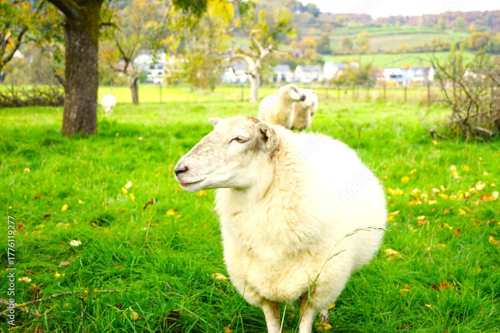 Obraz premium sheep in a pen