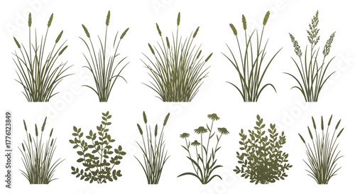Illustration of various types of grass and plants in a row.