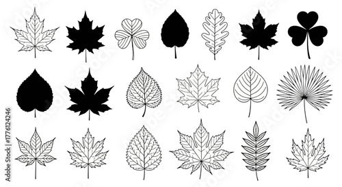 A collection of various leaf illustrations, including maple, clover, and other diverse leaf shapes and patterns.