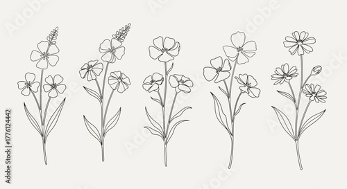 Botanical line art illustration of five different flower stems with leaves on a beige background.