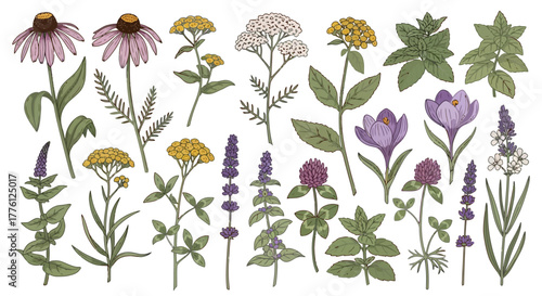 Botanical illustration of various flowers and herbs, including echinacea, yarrow, clover, lavender, and crocus, arranged in a row.