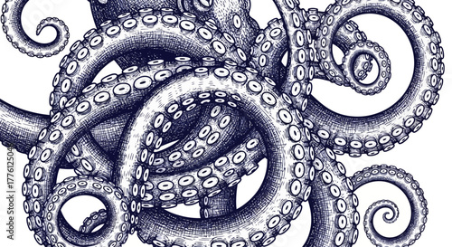 Detailed illustration of an octopus with intricate tentacles and suckers.