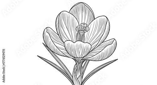 Single crocus bloom in detailed black and white botanical drawing