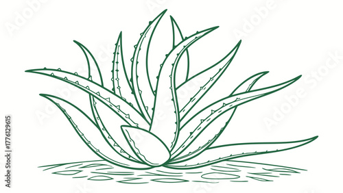 Vibrant green aloe vera plant illustration symbolizing natural wellness and organic beauty, perfect for health and skincare brands
