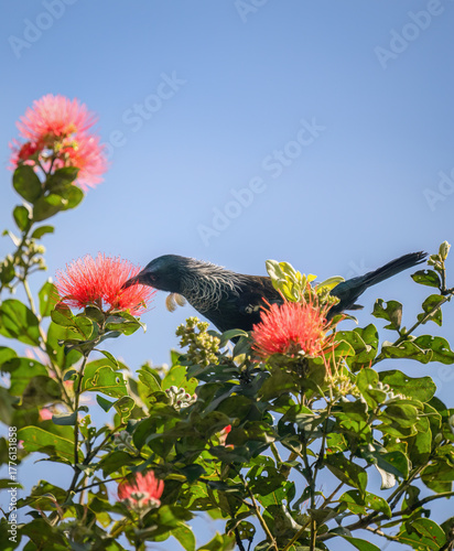 Tui bird feeding on nectar of Pohutukawa flowers under a blue sky. New Zealand Christmas Tree.