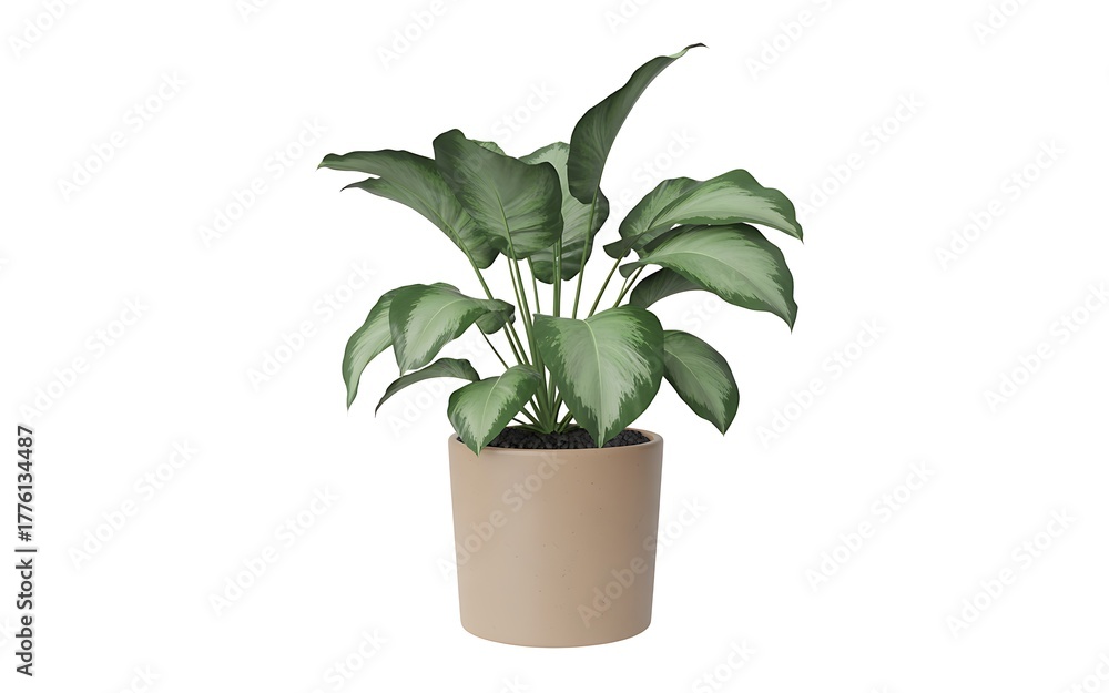 Obraz premium Dieffenbachia isolated on white background