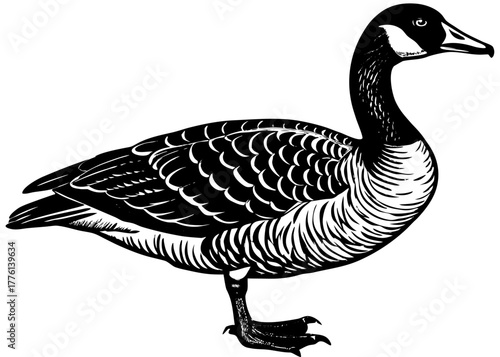 Canada Goose — Migratory Waterfowl of North America