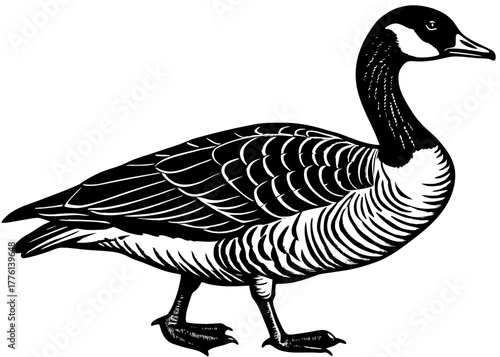 Canada Goose — Migratory Waterfowl of North America